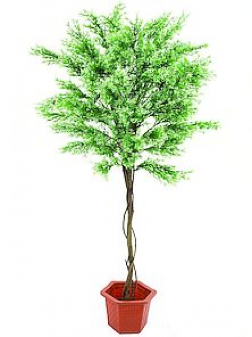 001. Jedno dziecko – jedno drzewo